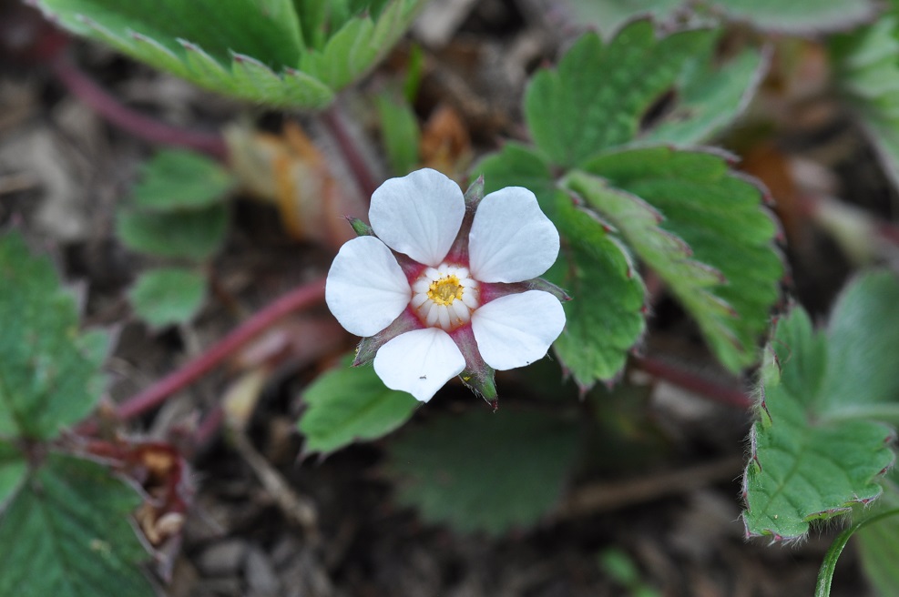 Изображение особи Potentilla micrantha.