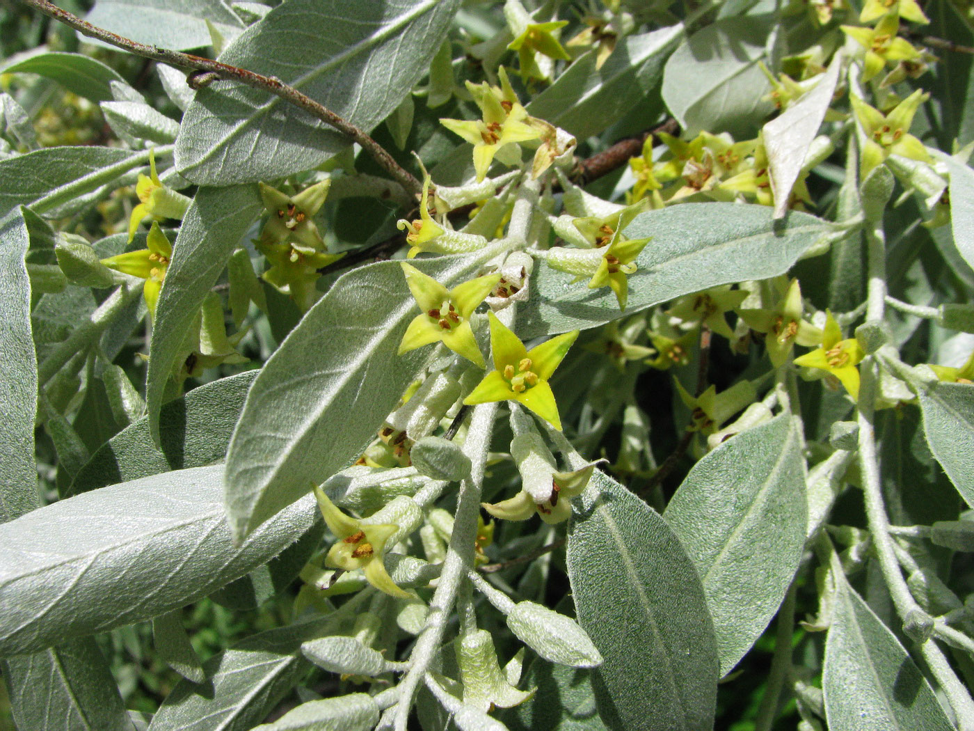 Image of Elaeagnus angustifolia specimen.