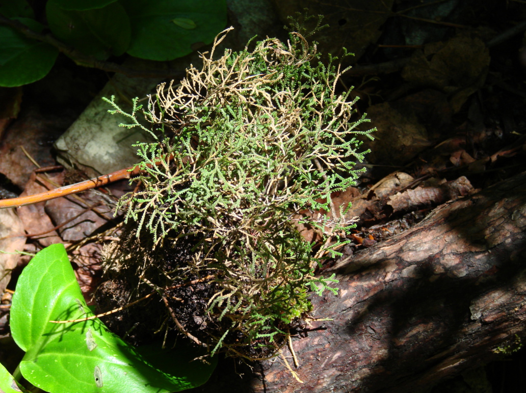 Изображение особи Selaginella borealis.