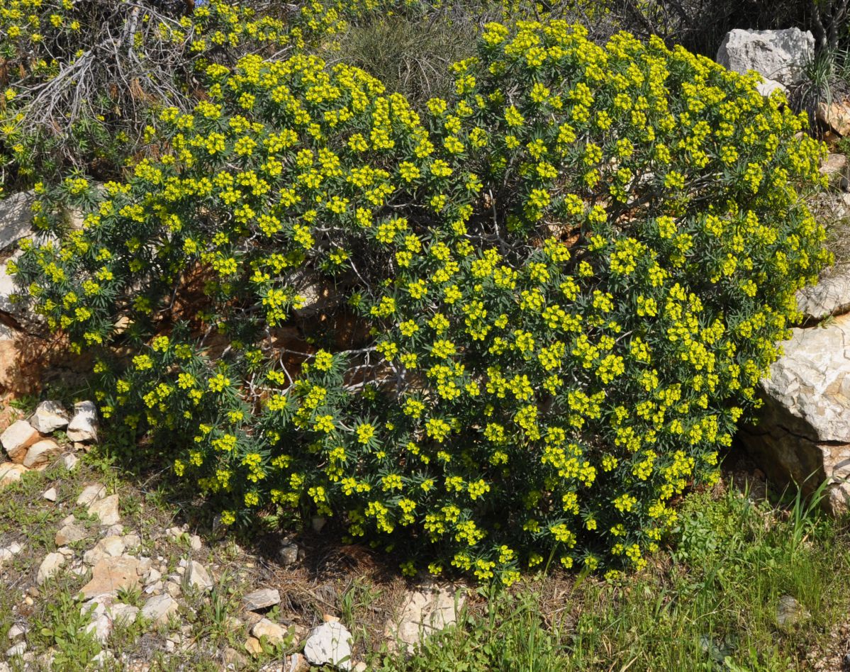 Изображение особи Euphorbia dendroides.