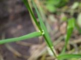 Festuca gigantea