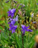 Campanula collina. Соцветие. Адыгея, Фишт-Оштеновский массив, верховья р. Белая, ≈ 1600 м н.у.м., каменистый берег реки. 05.07.2017.