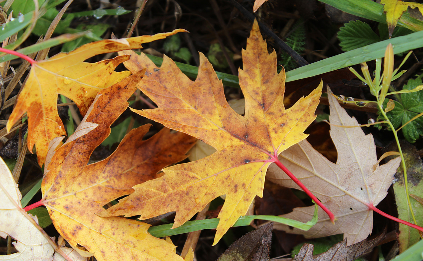 Image of Acer saccharinum specimen.