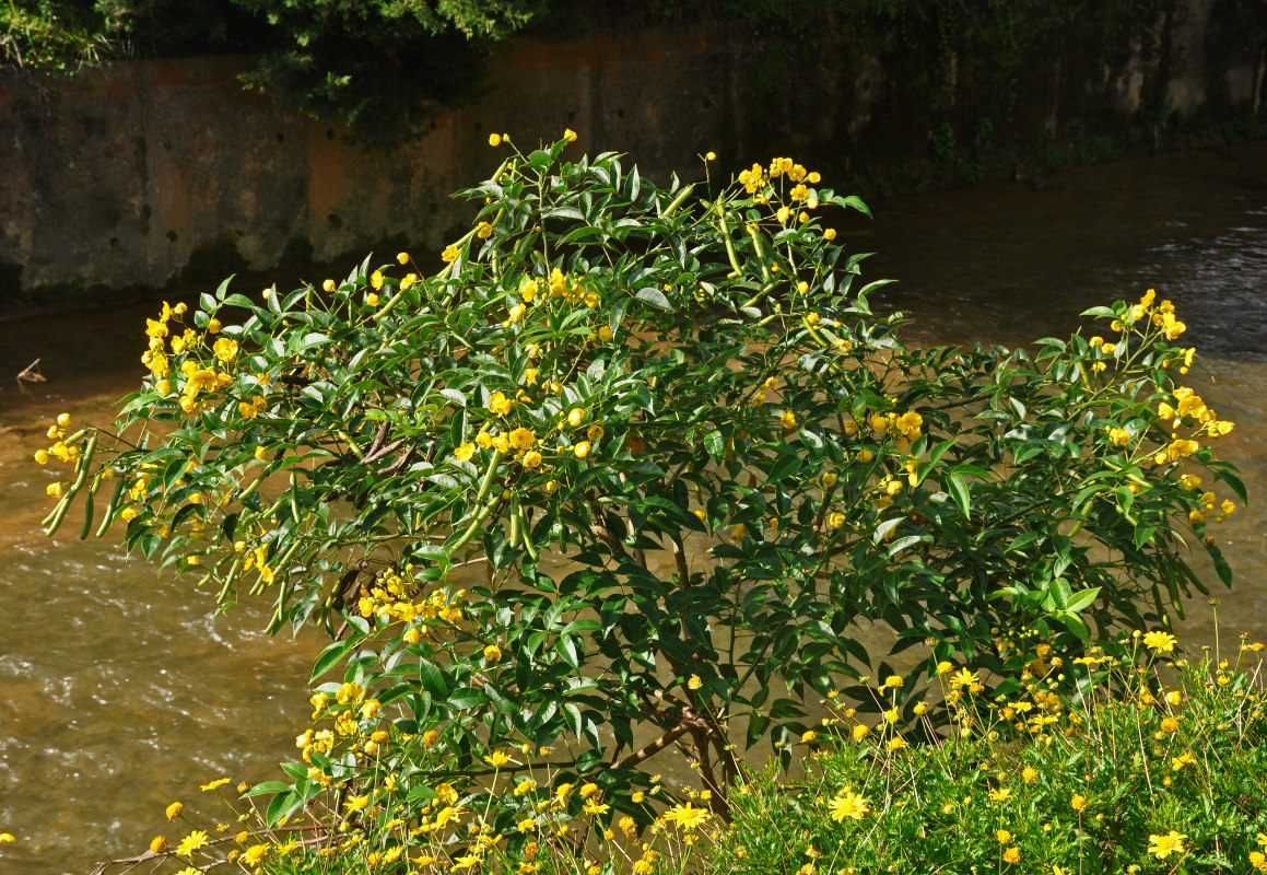 Image of Senna corymbosa specimen.