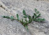 Apiaceae