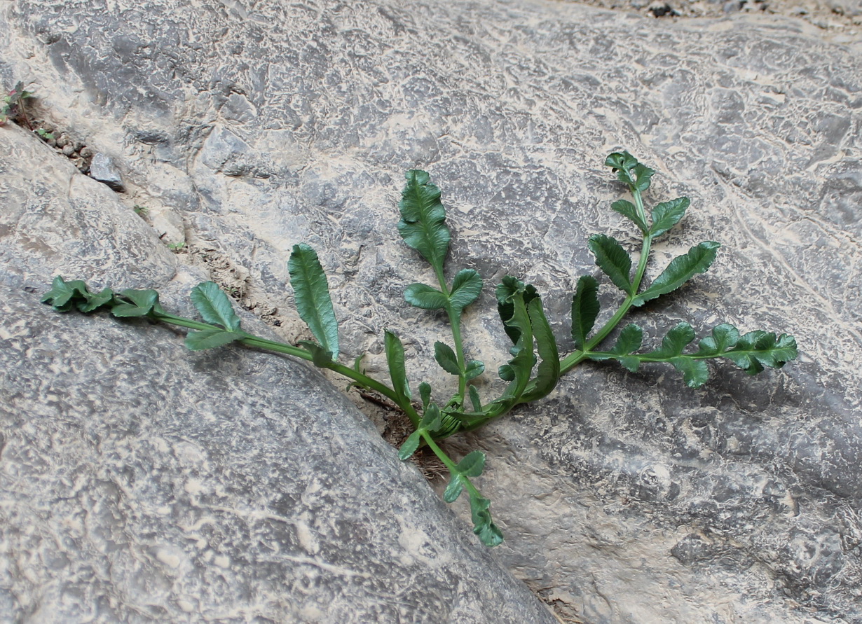 Image of familia Apiaceae specimen.