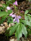 Cardamine quinquefolia