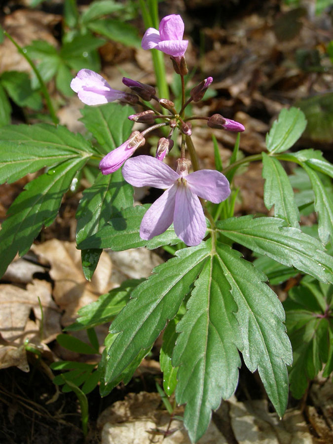 Image of Cardamine quinquefolia specimen.