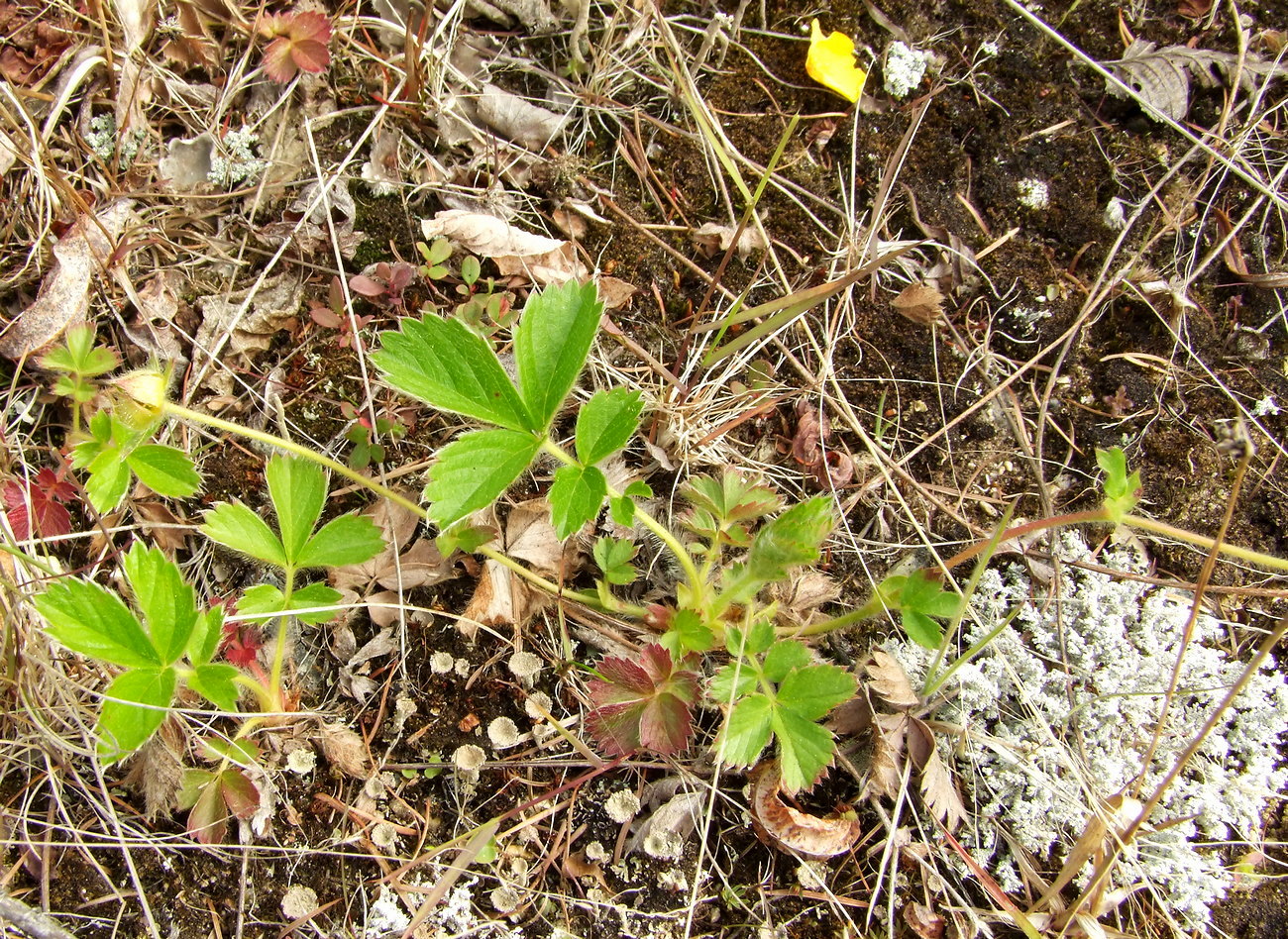 Изображение особи Potentilla stolonifera.