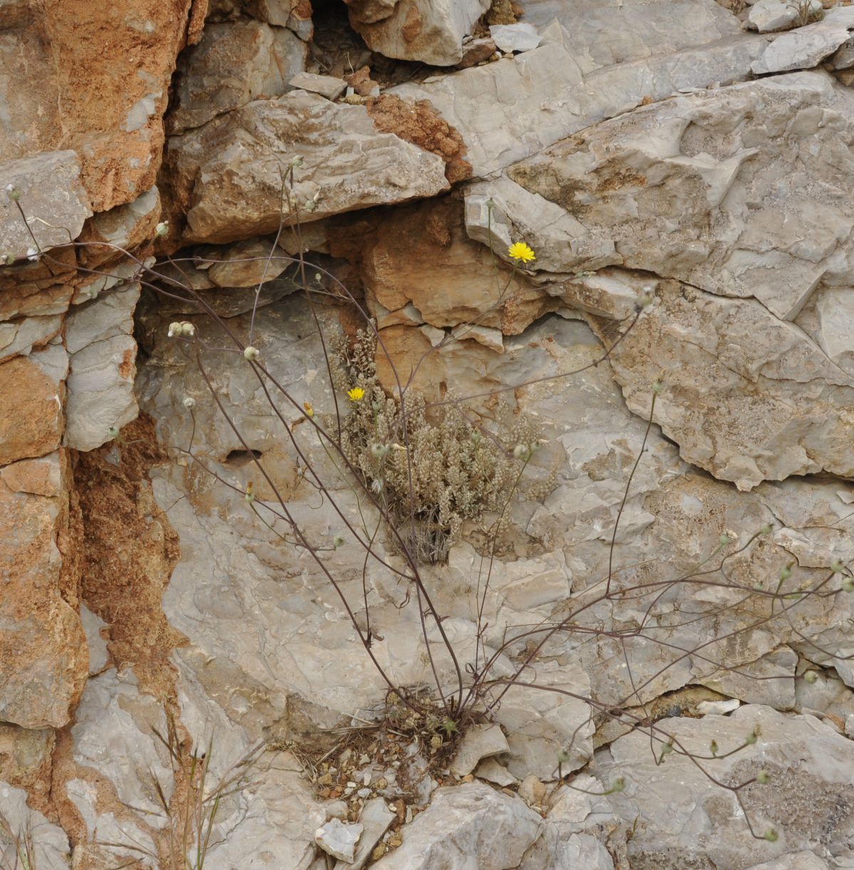Image of Crepis dioscoridis specimen.