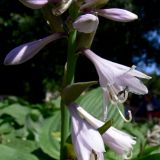 Hosta albomarginata. Часть соцветия. Финляндия, г. Хельсинки, клумба. 29.06.2008.