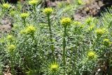 Euphorbia cyparissias