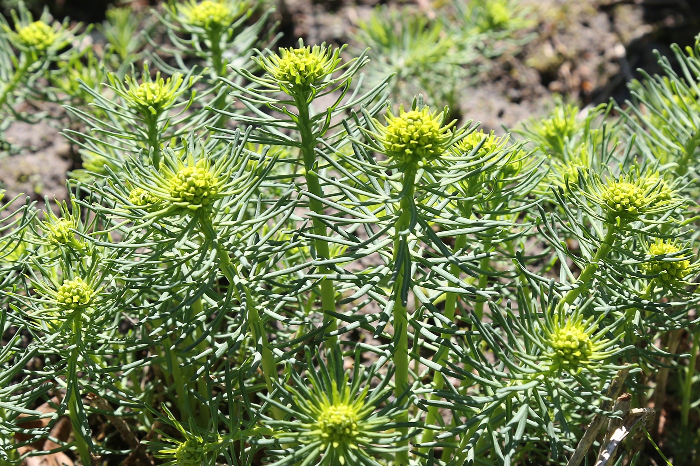 Изображение особи Euphorbia cyparissias.