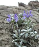 Salvia canescens var. daghestanica