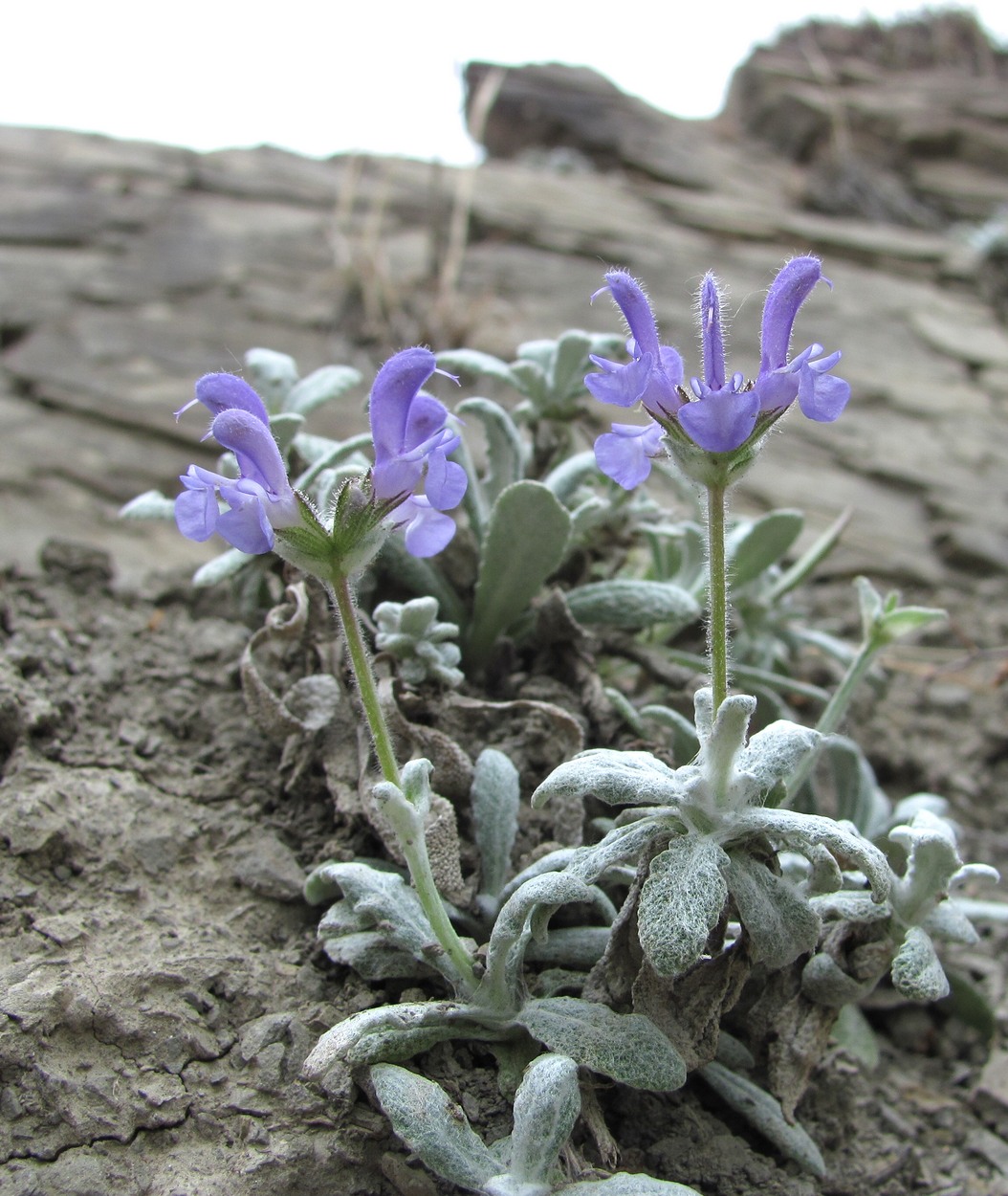 Изображение особи Salvia canescens var. daghestanica.