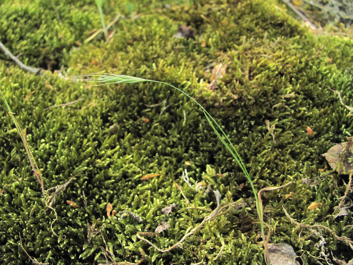 Image of familia Poaceae specimen.