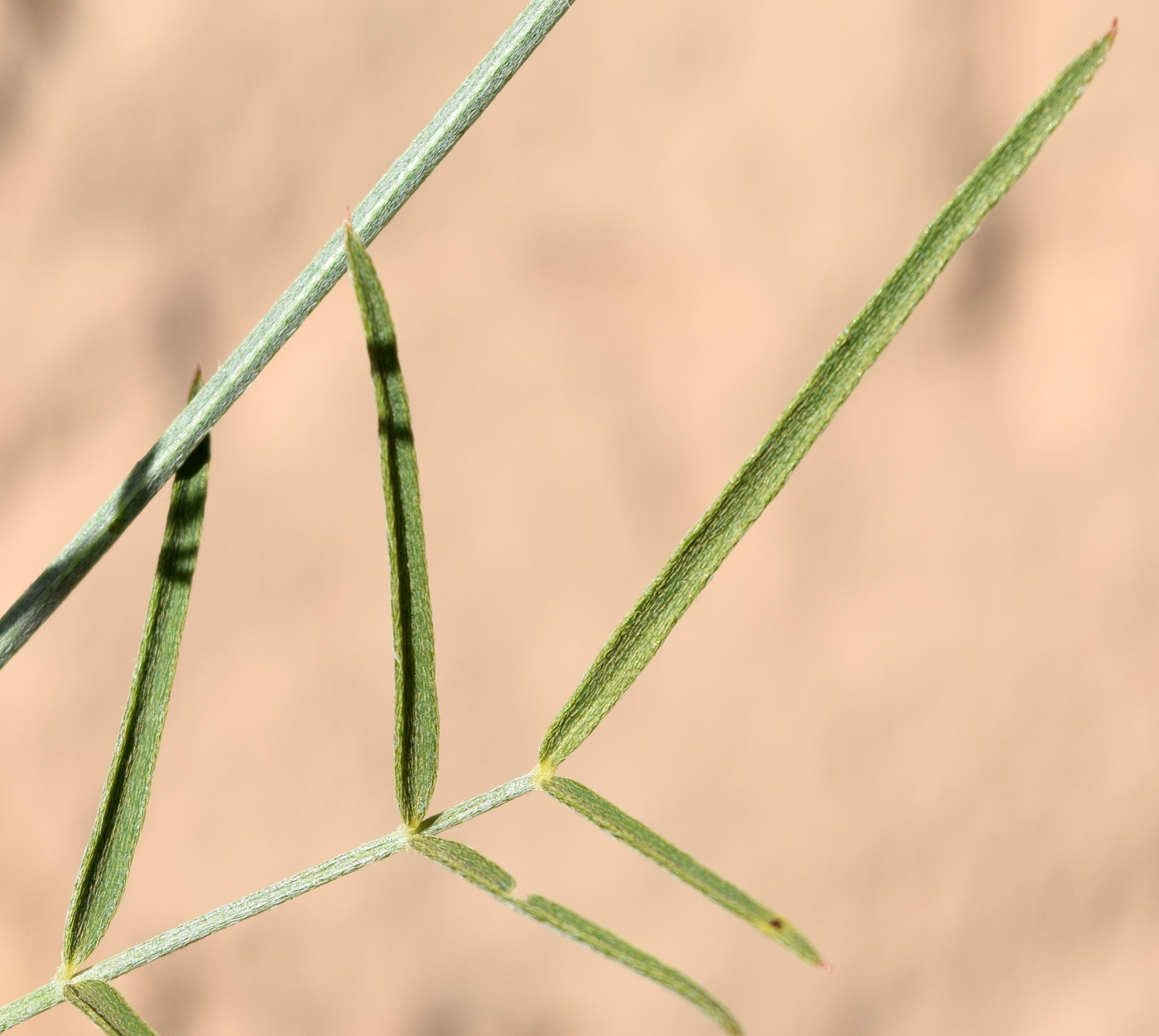 Изображение особи Astragalus marguzaricus.