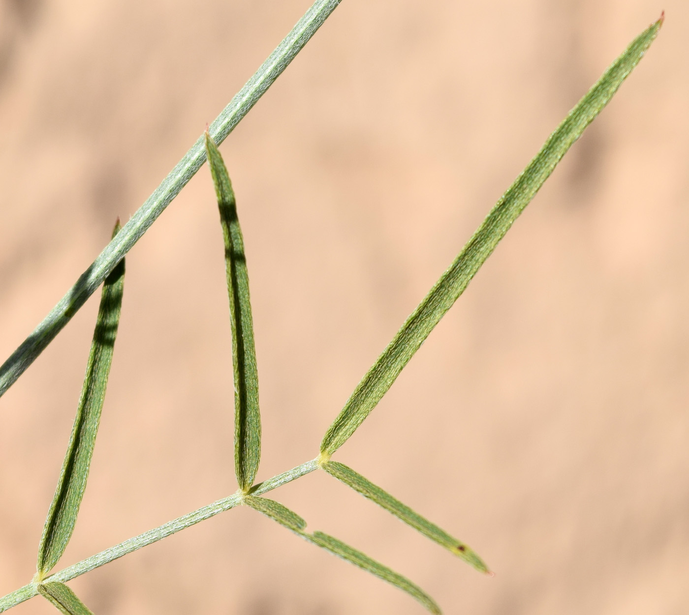 Image of Astragalus marguzaricus specimen.