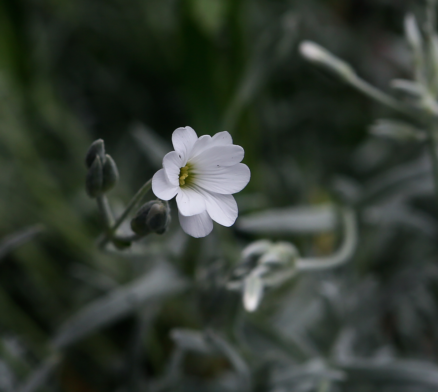 Изображение особи Cerastium argenteum.