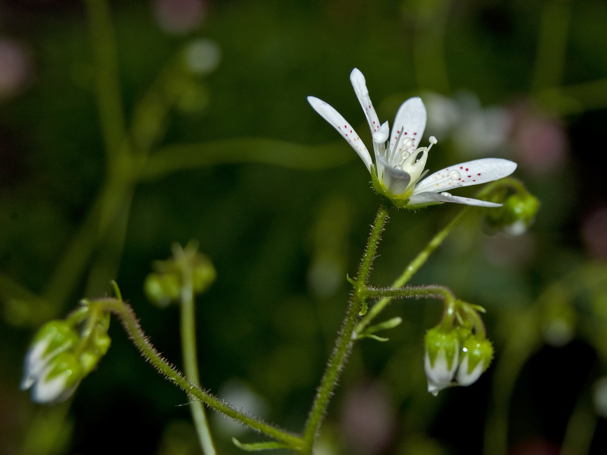 Image of Saxifraga hirsuta specimen.