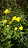 Trollius europaeus. Цветущие растения. Санкт-Петербург, Пушкинский р-н, г. Пушкин, Баболовский парк, в лесу. 07.06.2017.