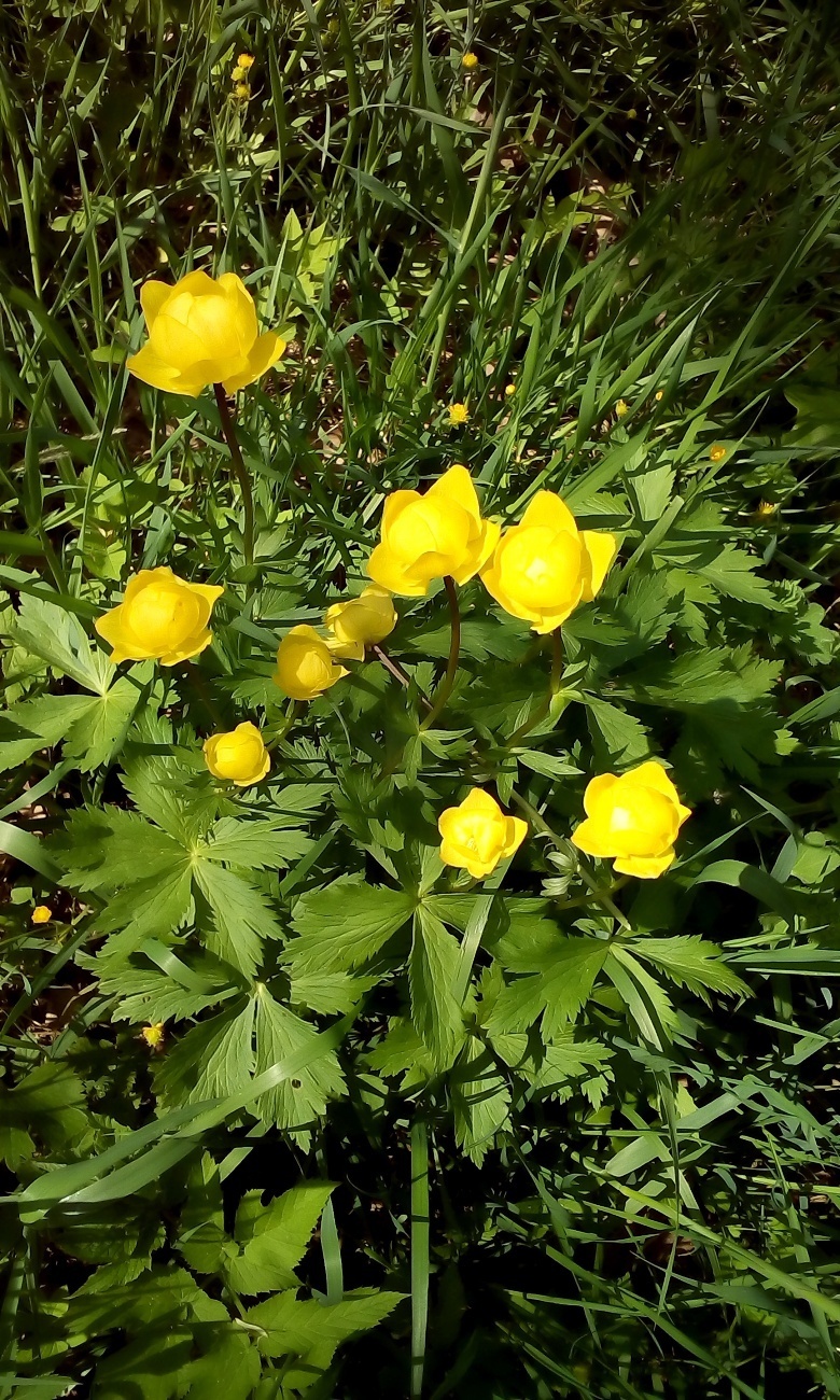 Изображение особи Trollius europaeus.