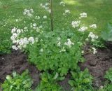 Astrantia major