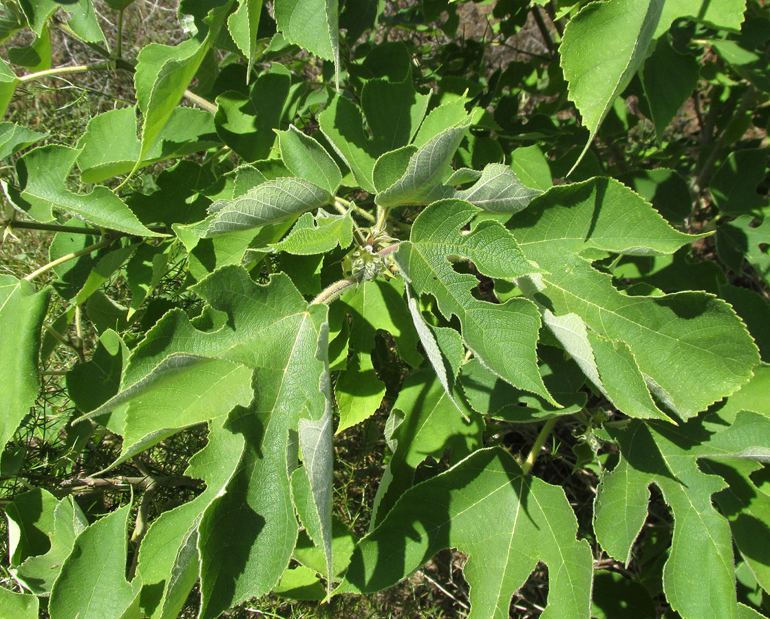 Image of Broussonetia papyrifera specimen.