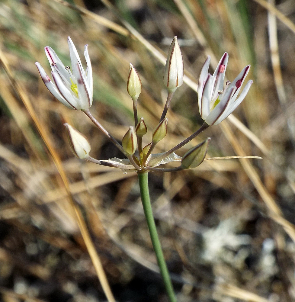 Image of Allium moschatum specimen.