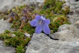 Campanula ciliata