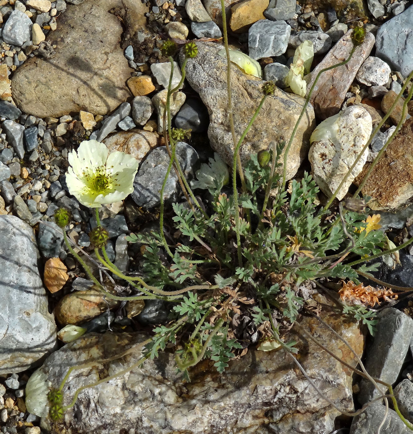 Изображение особи род Papaver.