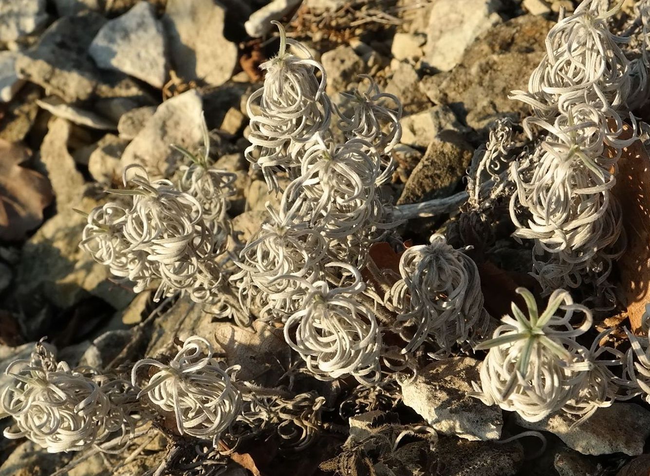 Image of Onosma polyphylla specimen.