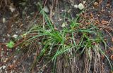 Carex schkuhrii