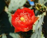 Opuntia bergeriana. Цветок. Черногория, г. Херцег-Нови (Herceg Novi), придомовое озеленение. Июль 2017 г.