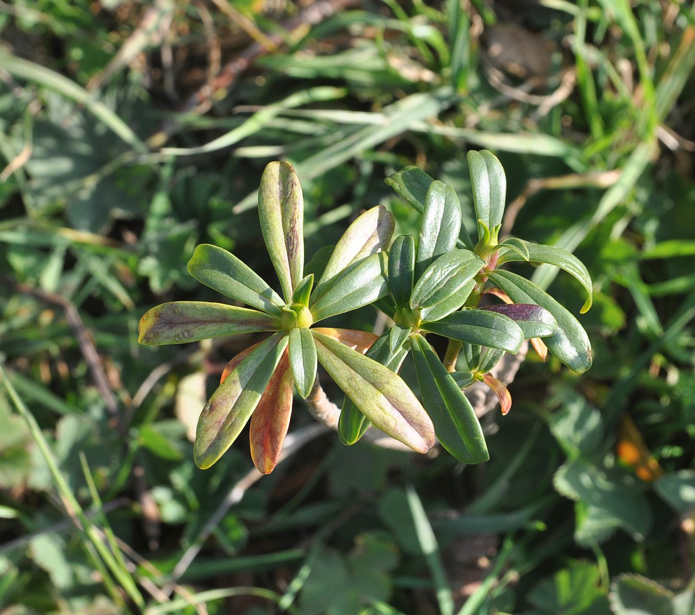 Image of Daphne glomerata specimen.