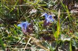 Gentiana septemfida. Цветущее растение. Кабардино-Балкария, верховья р. Малка, урочище Джилы-Су, ≈ 2400 м н.у.м. 09.09.2018.