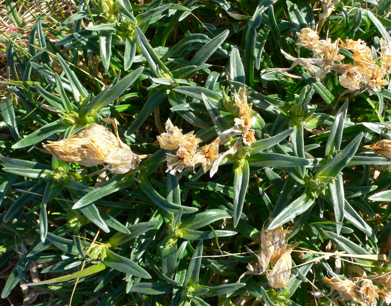 Image of Gentiana algida specimen.