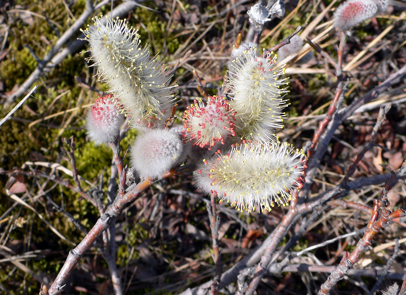 Image of genus Salix specimen.