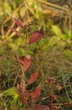 Oenothera pilosella