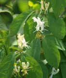 Lonicera steveniana. Соцветия. Северная Осетия, север Осетинской равнины, опушка леса в пойме р. Курентедон. 08.05.2010.