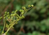 Filipendula ulmaria. Соплодие. Карачаево-Черкесия, окр. пос. Нижний Архыз, Нижне-Архызский историко-архитектурный и археологический комплекс, луг. 12.09.2018.