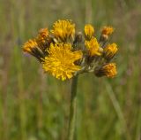 Pilosella cymosa. Соцветие. Пермский край, пос. Юго-Камский, луг. 30 июня 2018 г.