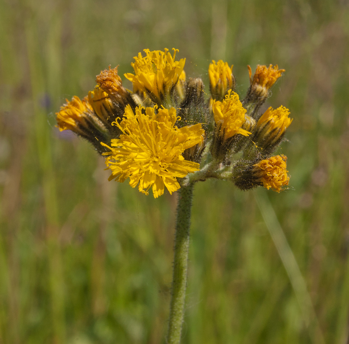 Изображение особи Pilosella cymosa.