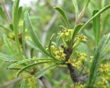 Rhamnus erythroxyloides