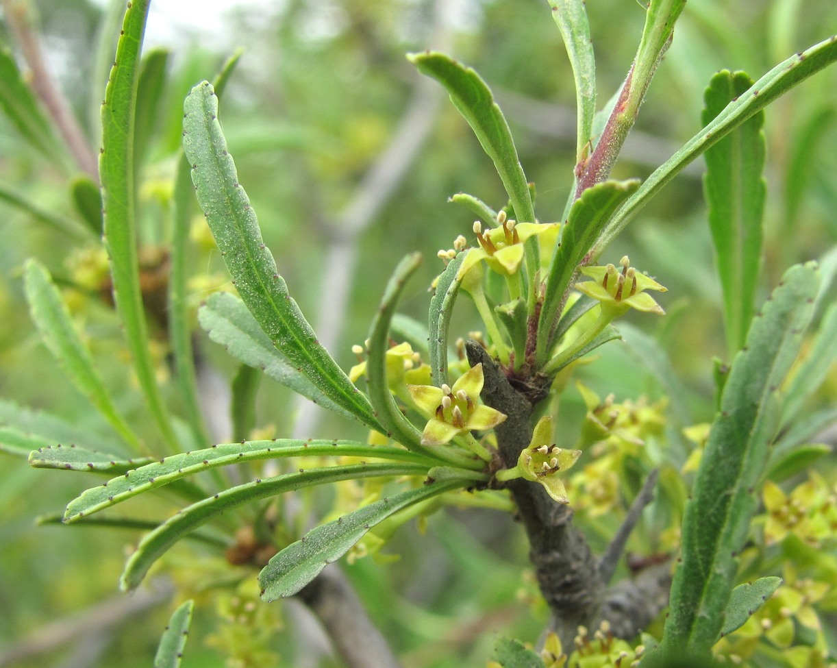 Image of Rhamnus erythroxyloides specimen.