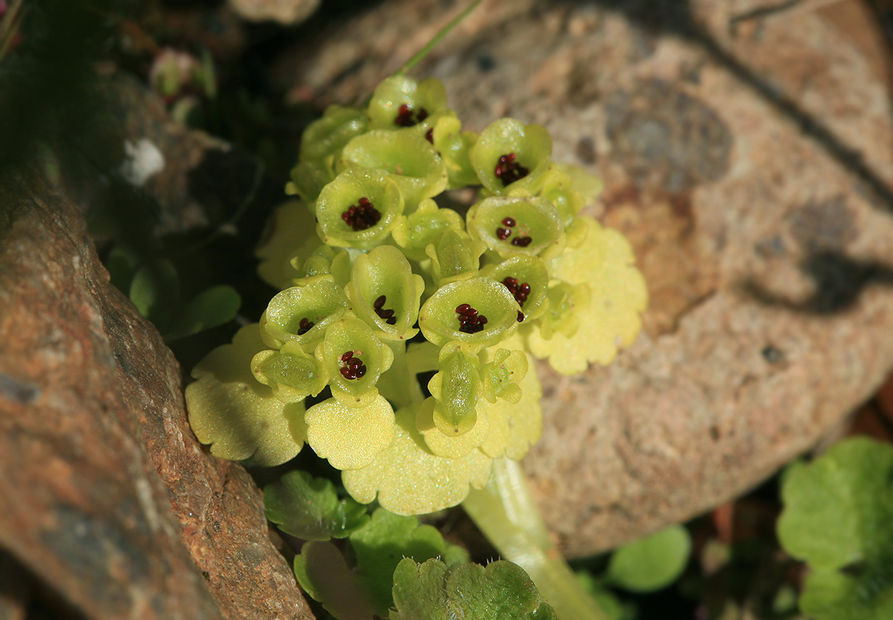 Image of Chrysosplenium sibiricum specimen.