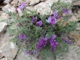 Onobrychis cornuta