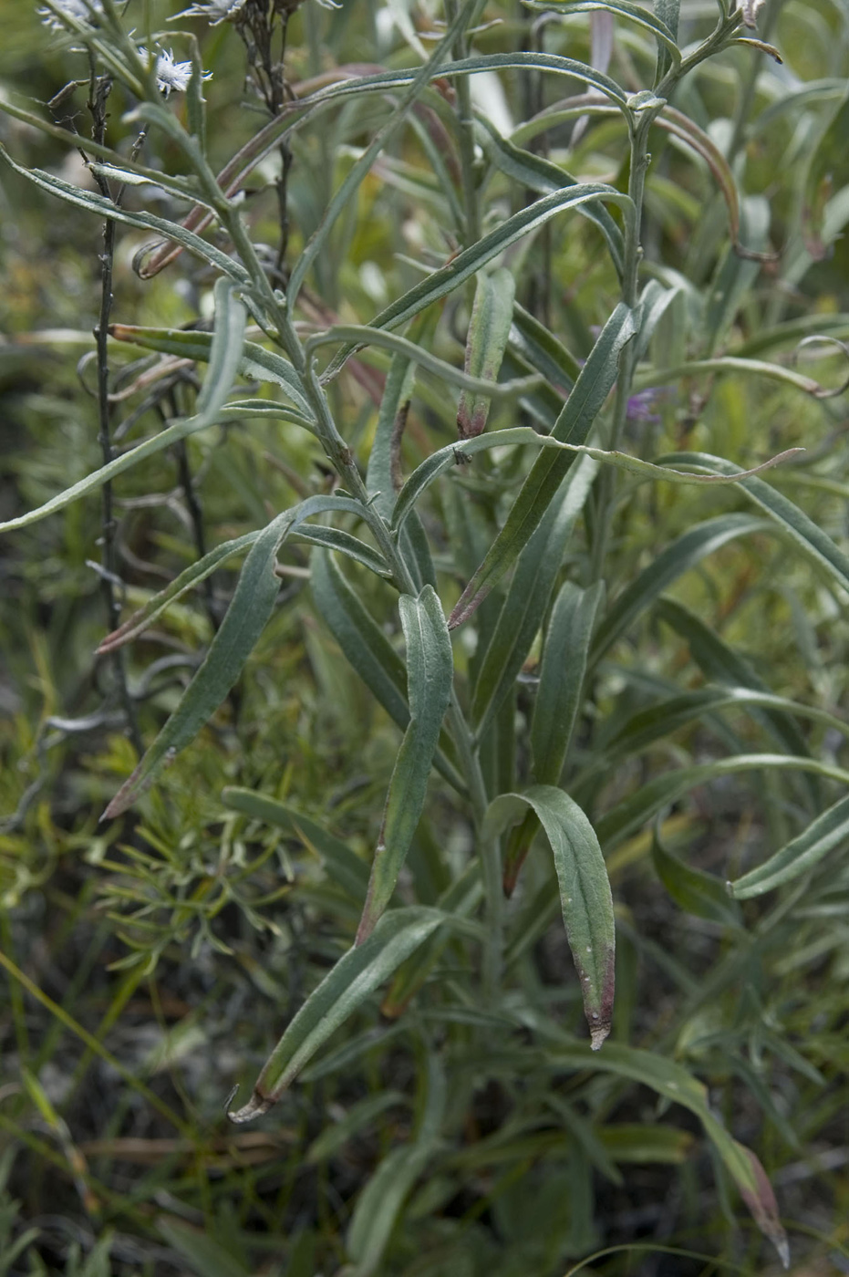 Изображение особи Saussurea salicifolia.