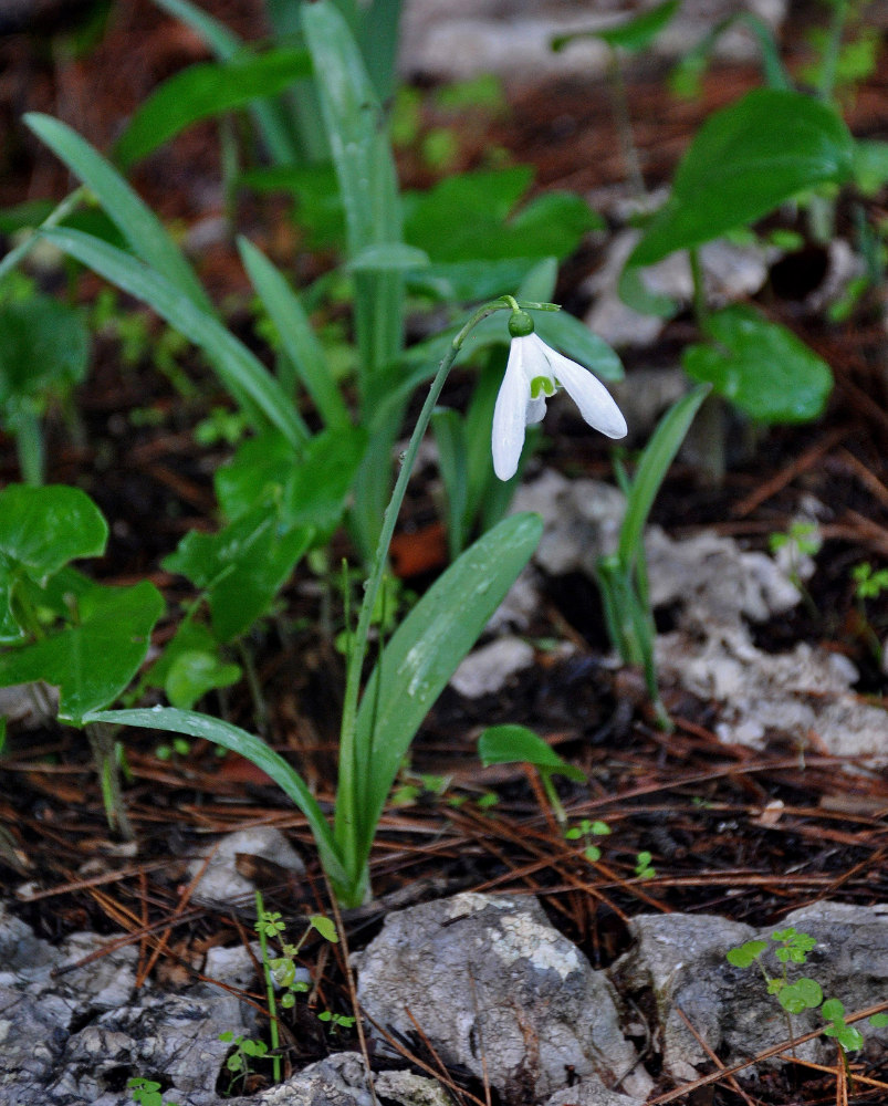 Изображение особи род Galanthus.