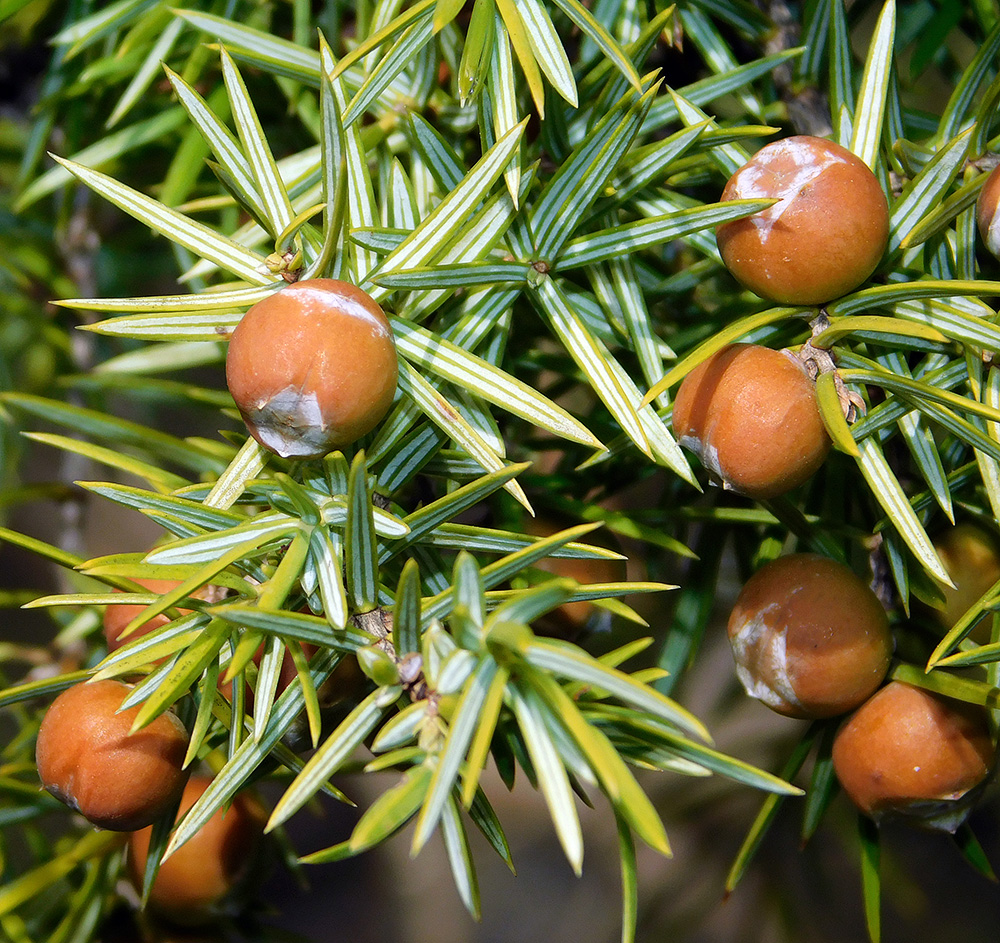 Изображение особи Juniperus deltoides.